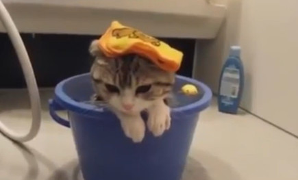 Мокрые коты Мокрые коты